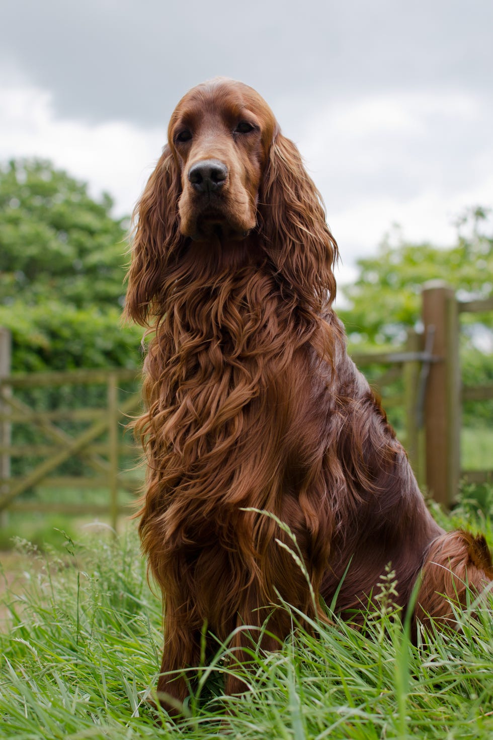 dog, mammal, vertebrate, canidae, dog breed, irish setter, german spaniel, carnivore, sussex spaniel, sporting group,