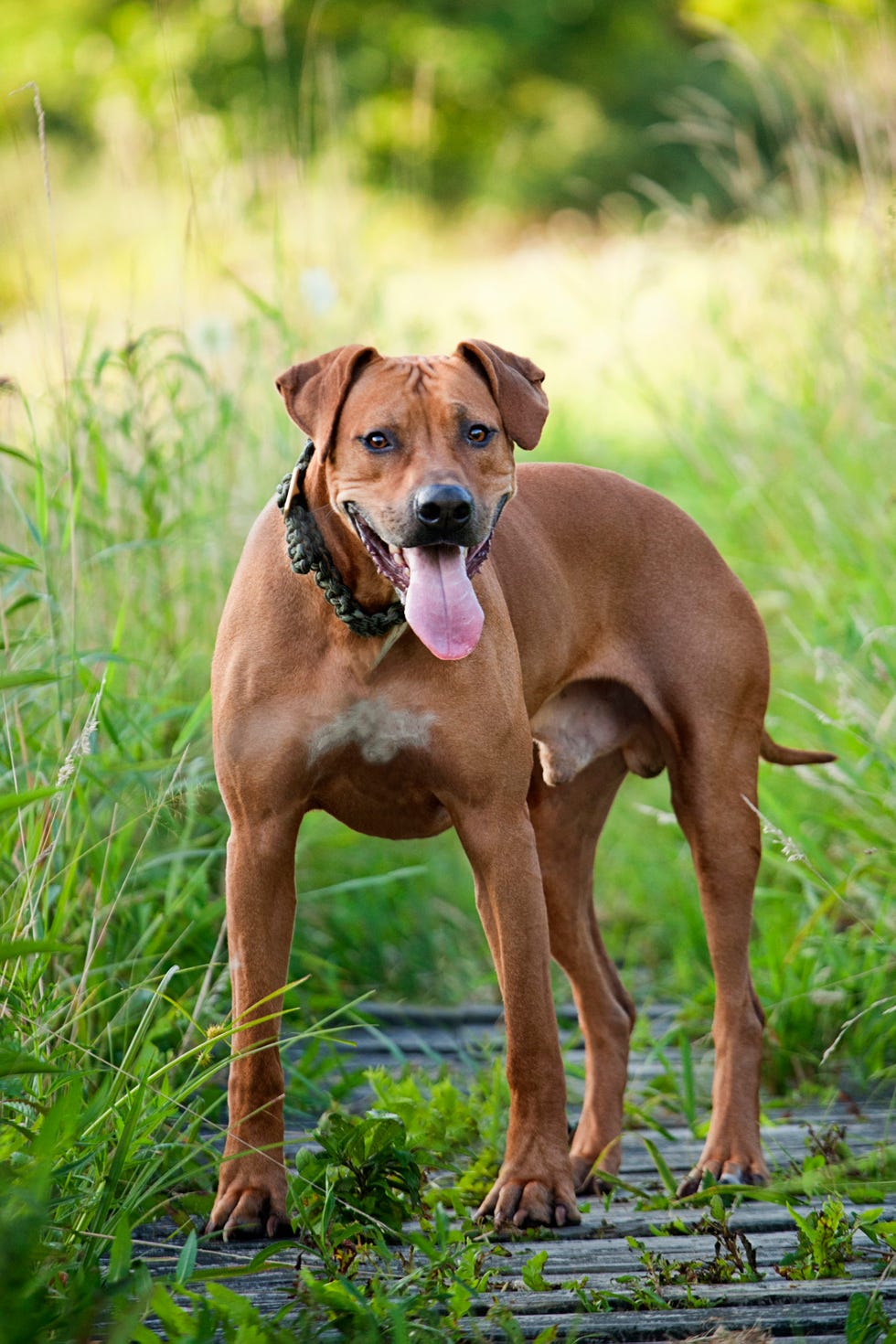 dog, mammal, vertebrate, canidae, dog breed, rhodesian ridgeback, carnivore, black mouth cur, fawn, molosser,