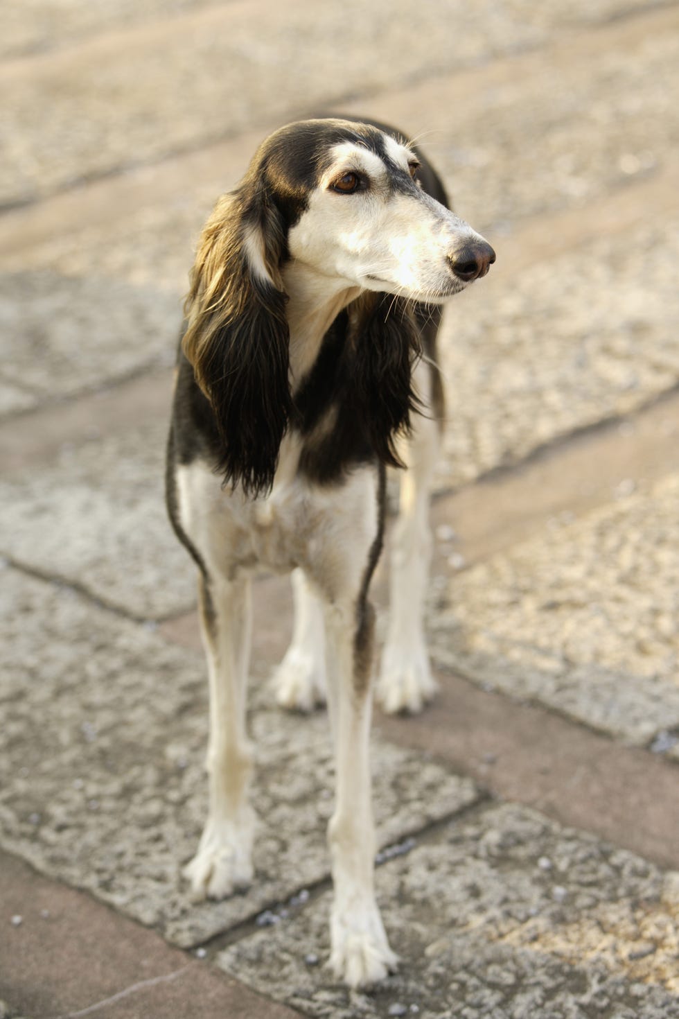 dog, mammal, vertebrate, canidae, dog breed, carnivore, saluki, silken windhound, hortaya borzaya, longhaired whippet,