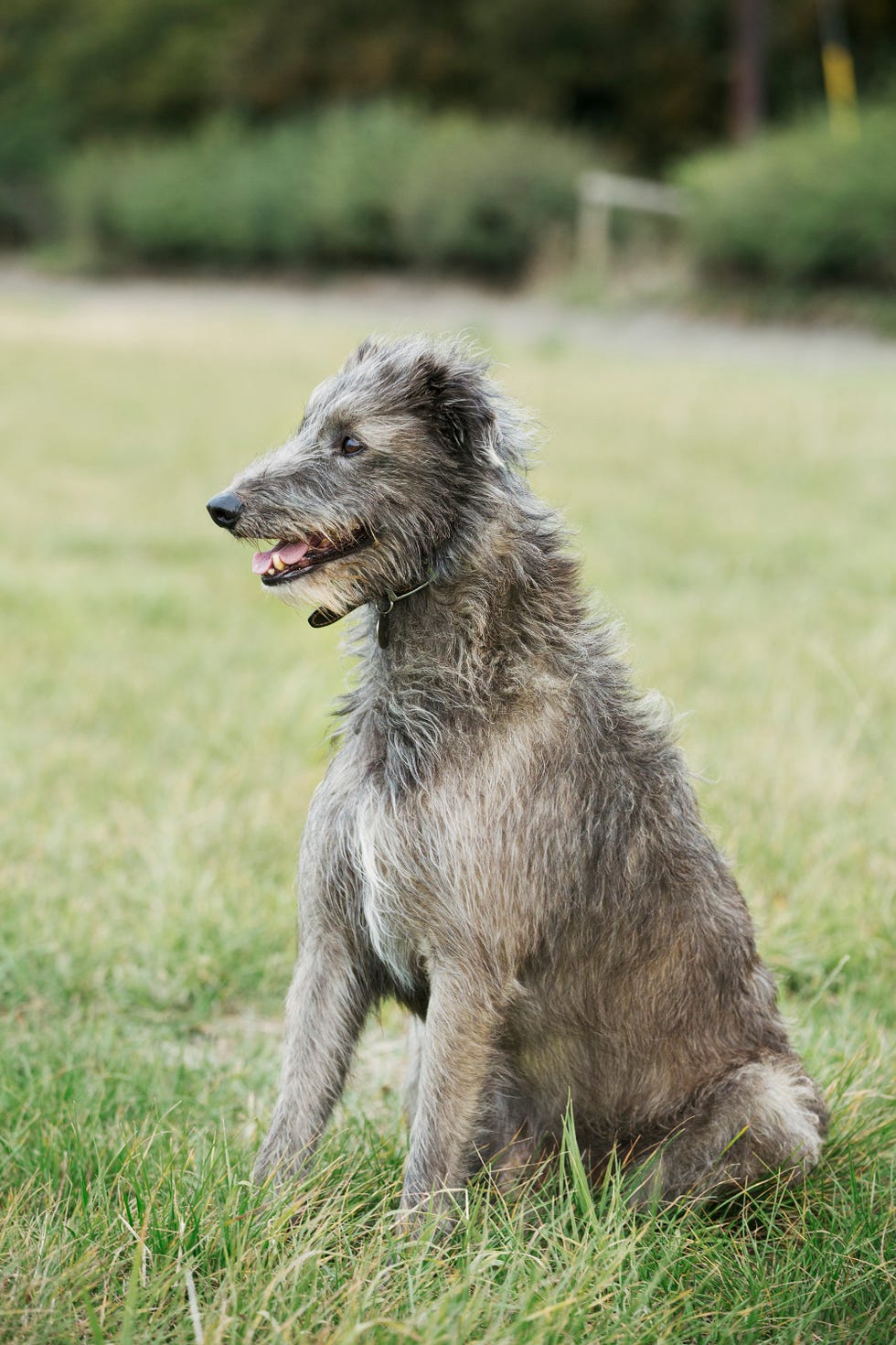 dog, mammal, vertebrate, canidae, irish wolfhound, carnivore, dog breed, scottish deerhound, sighthound, american staghound,