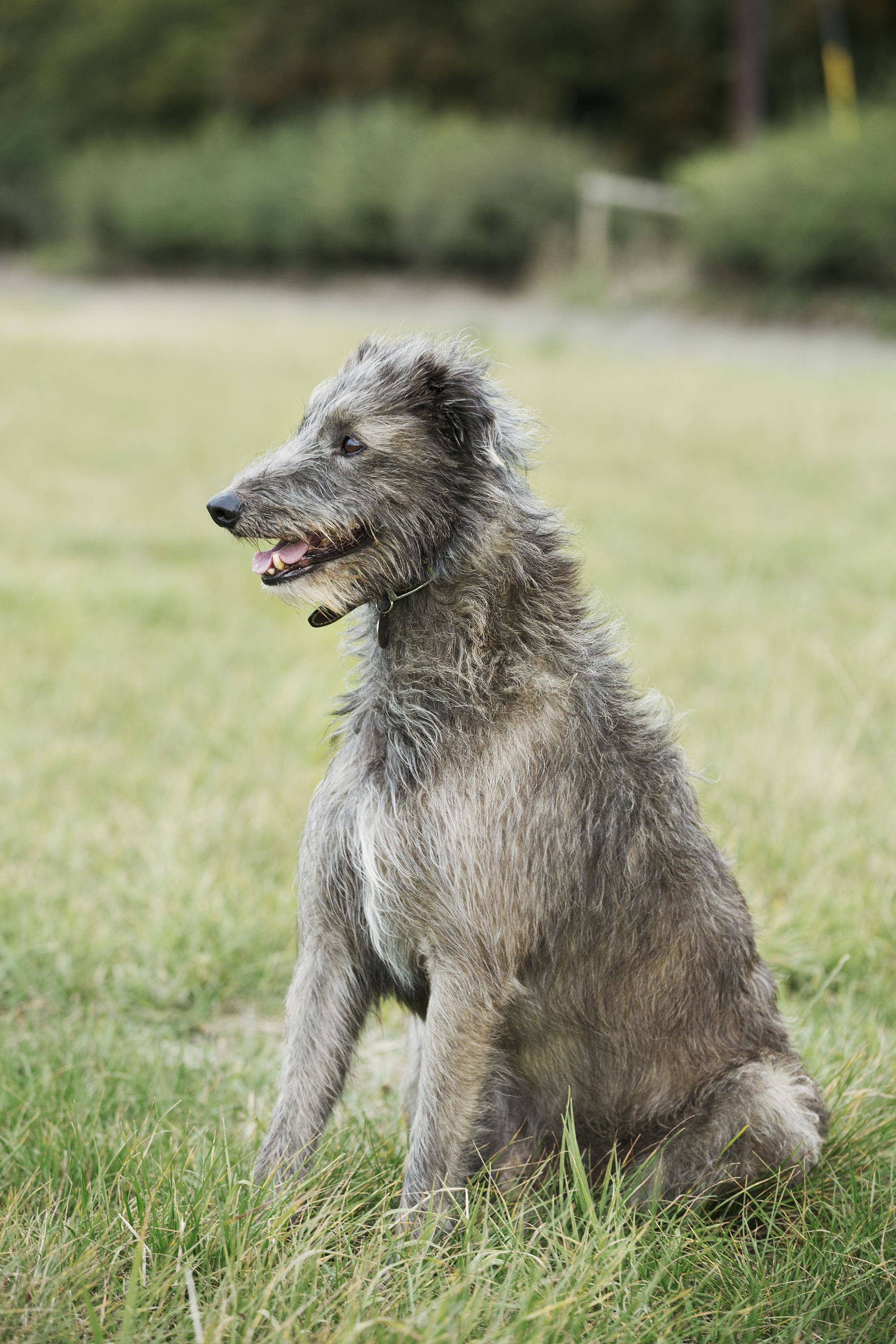 are irish wolfhound hypoallergenic