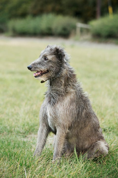el lebrel escocés es una raza de perro que no ladra mucho