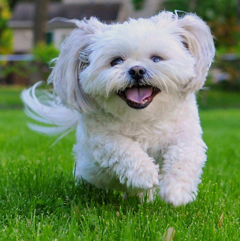 a white shih tzu running through the grass