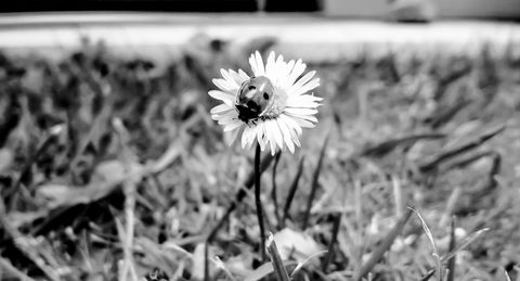 Black-and-white, White, Flower, Monochrome photography, Monochrome, Plant, Petal, Grass, Daisy, Wildflower, 
