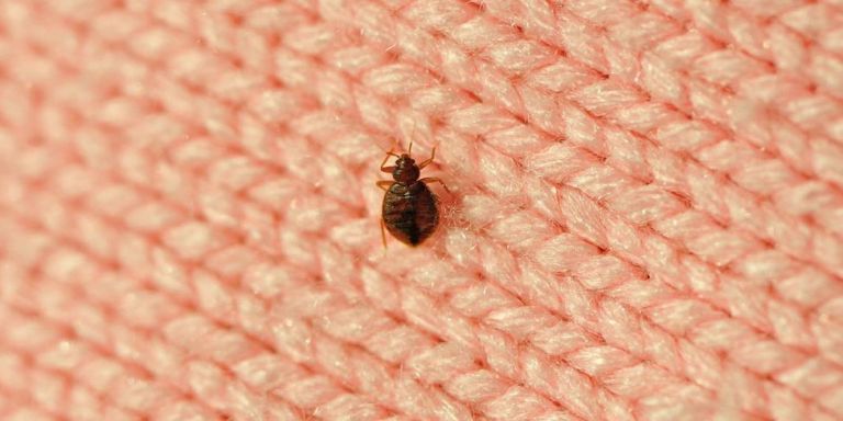 Insect, Pink, Close-up, Textile, Pattern, Pest, Macro photography, Organism, Stitch, Parasite, 