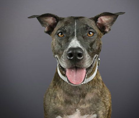 Pit Bull Picture Project - Photographer Promotes Pit Bull Adoption With ...