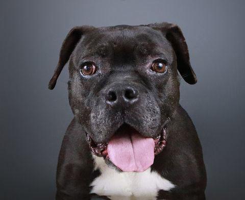 Pit Bull Picture Project - Photographer Promotes Pit Bull Adoption With ...