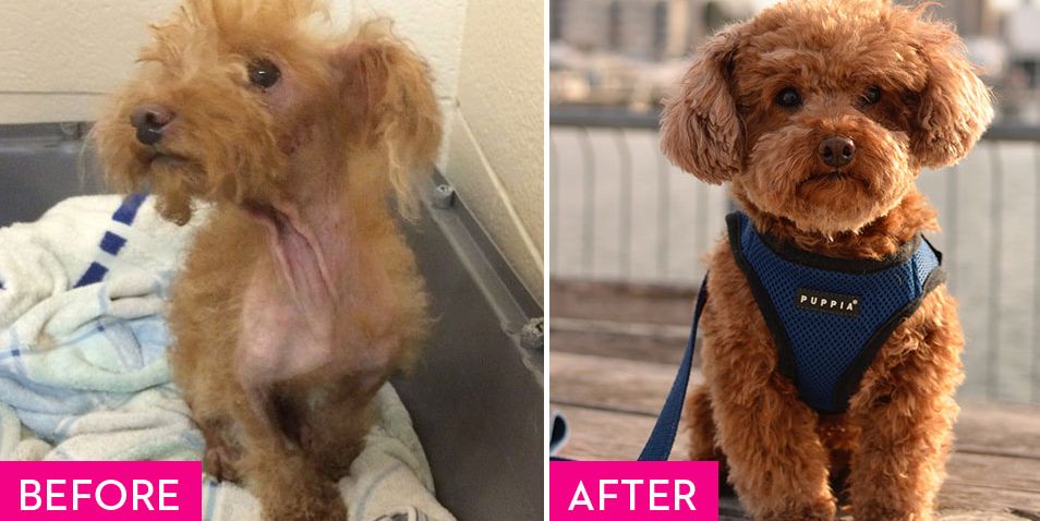 Rescue Dogs Before and After - Rescue Dog Makeovers