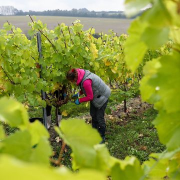 Grapevine family, Vineyard, Plant, Grape, Agriculture, Vitis, Farmworker, Cash crop, Tree, Crop, 