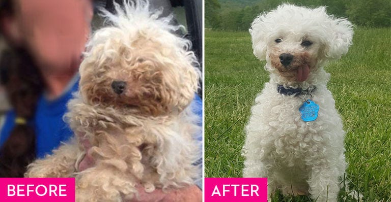 Dog, Mammal, Vertebrate, Maltepoo, Canidae, Dog breed, Toy Poodle, Bolognese, Miniature Poodle, Carnivore, 