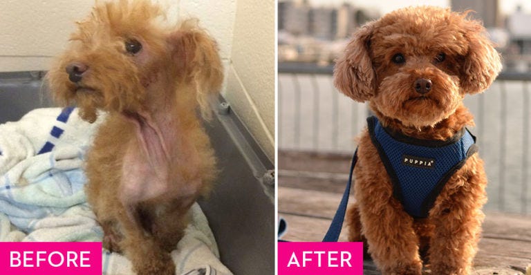 Dog, Canidae, Mammal, Dog breed, Companion dog, Carnivore, Poodle, Maltepoo, Puppy, Fur, 