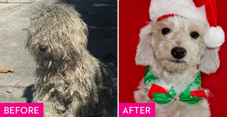 Dog, Mammal, Vertebrate, Dog breed, Canidae, Carnivore, Terrier, Goldendoodle, Maltepoo, Rare breed (dog), 