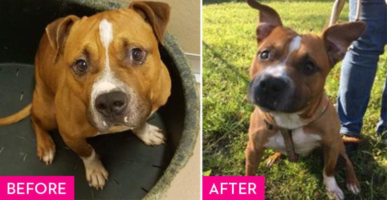 Dog, Mammal, Vertebrate, Dog breed, Canidae, American pit bull terrier, American staffordshire terrier, Carnivore, Staffordshire bull terrier, Snout, 
