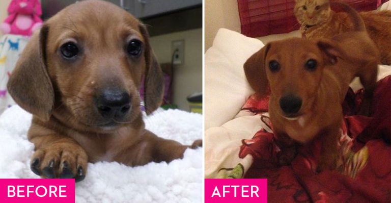 Dog, Mammal, Vertebrate, Dog breed, Canidae, Snout, Carnivore, Nose, Beagador, Dachshund, 