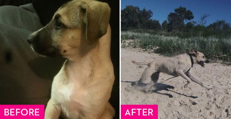 Dog, Mammal, Vertebrate, Dog breed, Canidae, Street dog, Carnivore, Snout, Black mouth cur, Ancient dog breeds, 