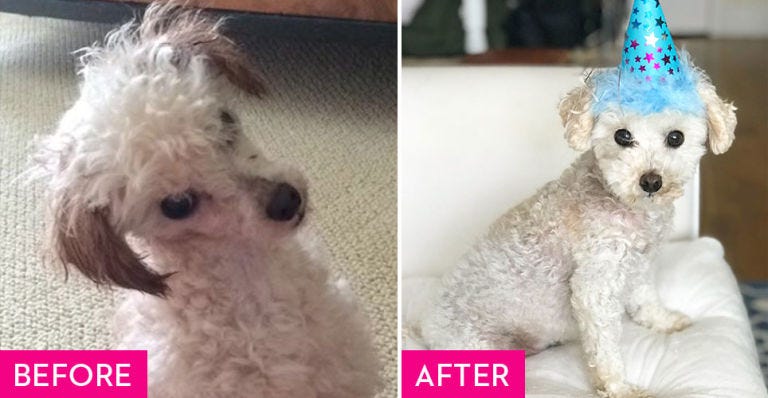 Dog, Vertebrate, Canidae, Mammal, Dog breed, Maltepoo, Toy Poodle, Miniature Poodle, Companion dog, Carnivore, 