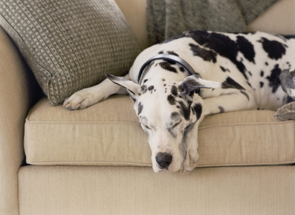 great dane