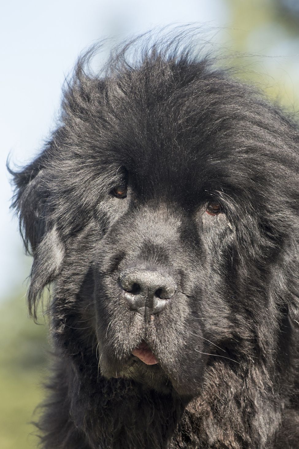 big fluffy grey and white dog