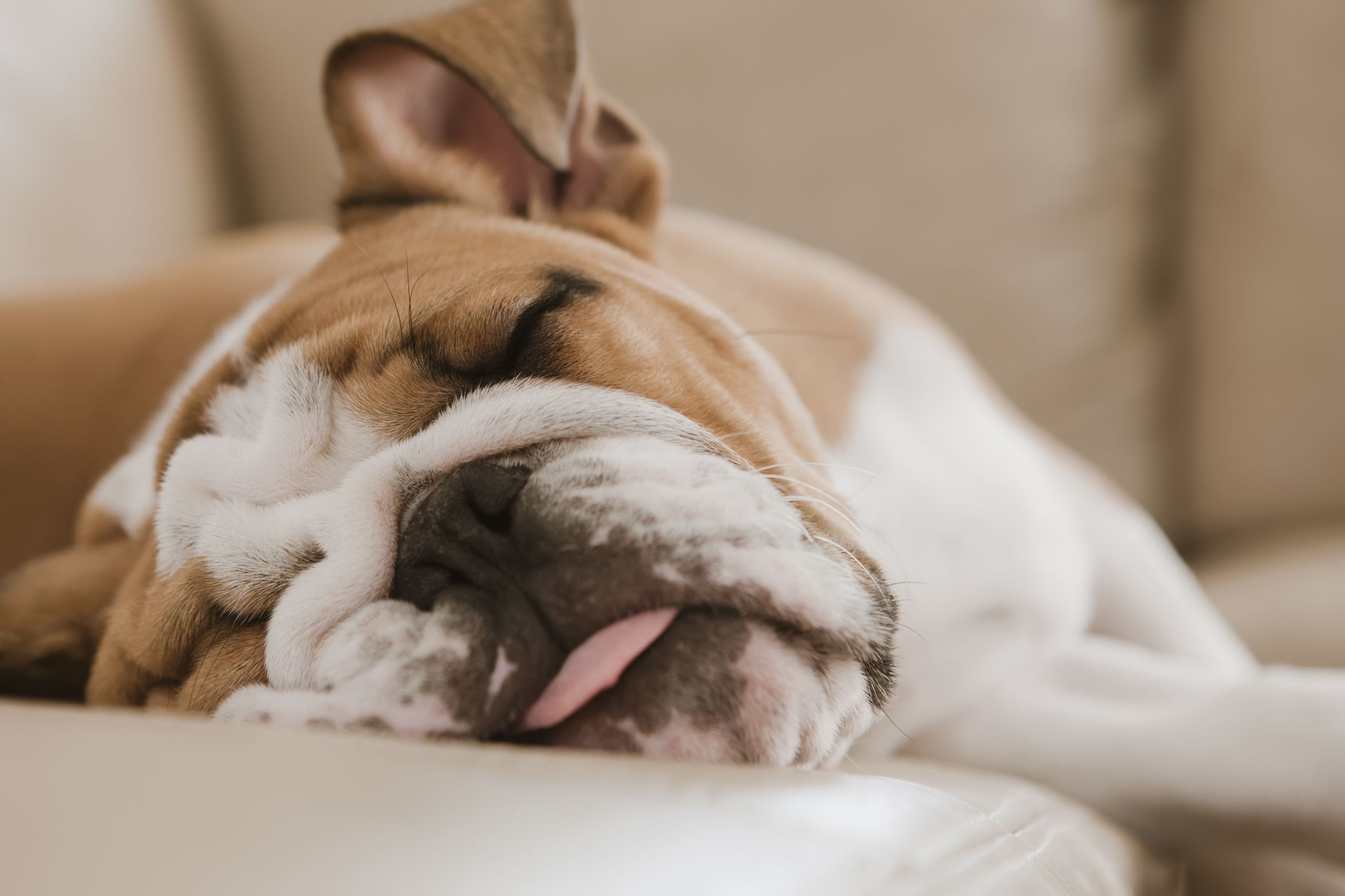 15 Best Lazy Dog Breeds - Laziest Low 
