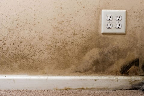 Mold And Mildew Removal Tips How To Get Rid Of Prevent Mildew