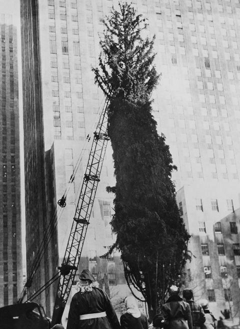 Tree, Black-and-white, Snapshot, Monochrome, Woody plant, Monochrome photography, Plant, Architecture, Photography, Street, 