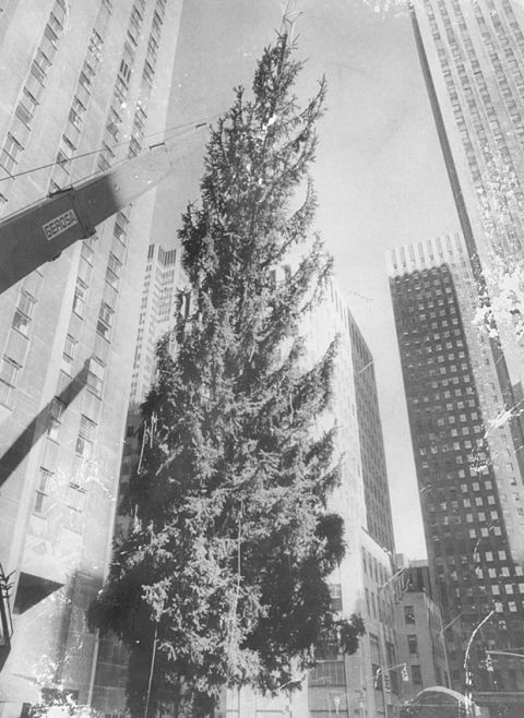 White, Skyscraper, Tree, Architecture, Tower block, Black-and-white, Building, City, Urban area, Woody plant, 