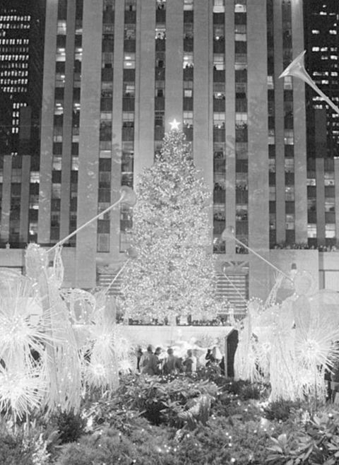 Tree, Snapshot, Black-and-white, Urban area, Architecture, Monochrome, Christmas tree, Tower block, City, Plant, 