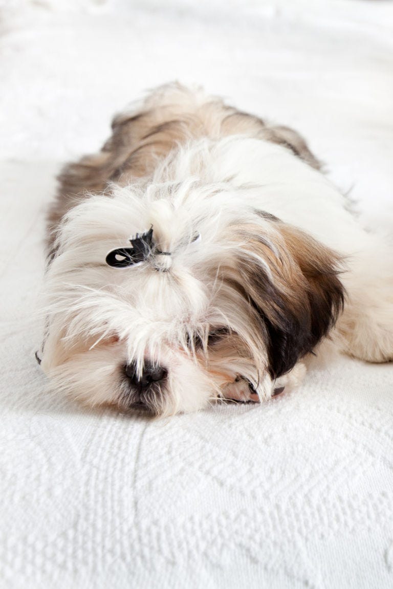 shih tzu