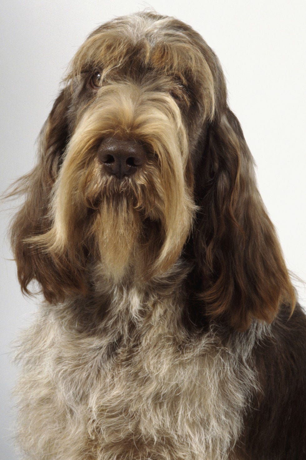 spinone italiano