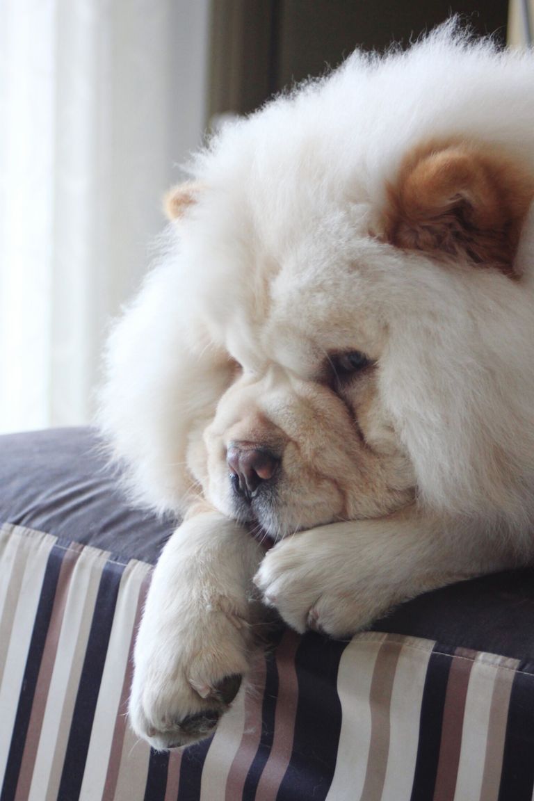 15 Best Lazy Dog Breeds - Laziest Low Energy Dogs