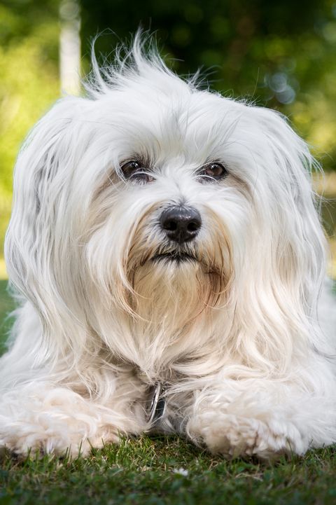 a close up of a white havanese on the grass