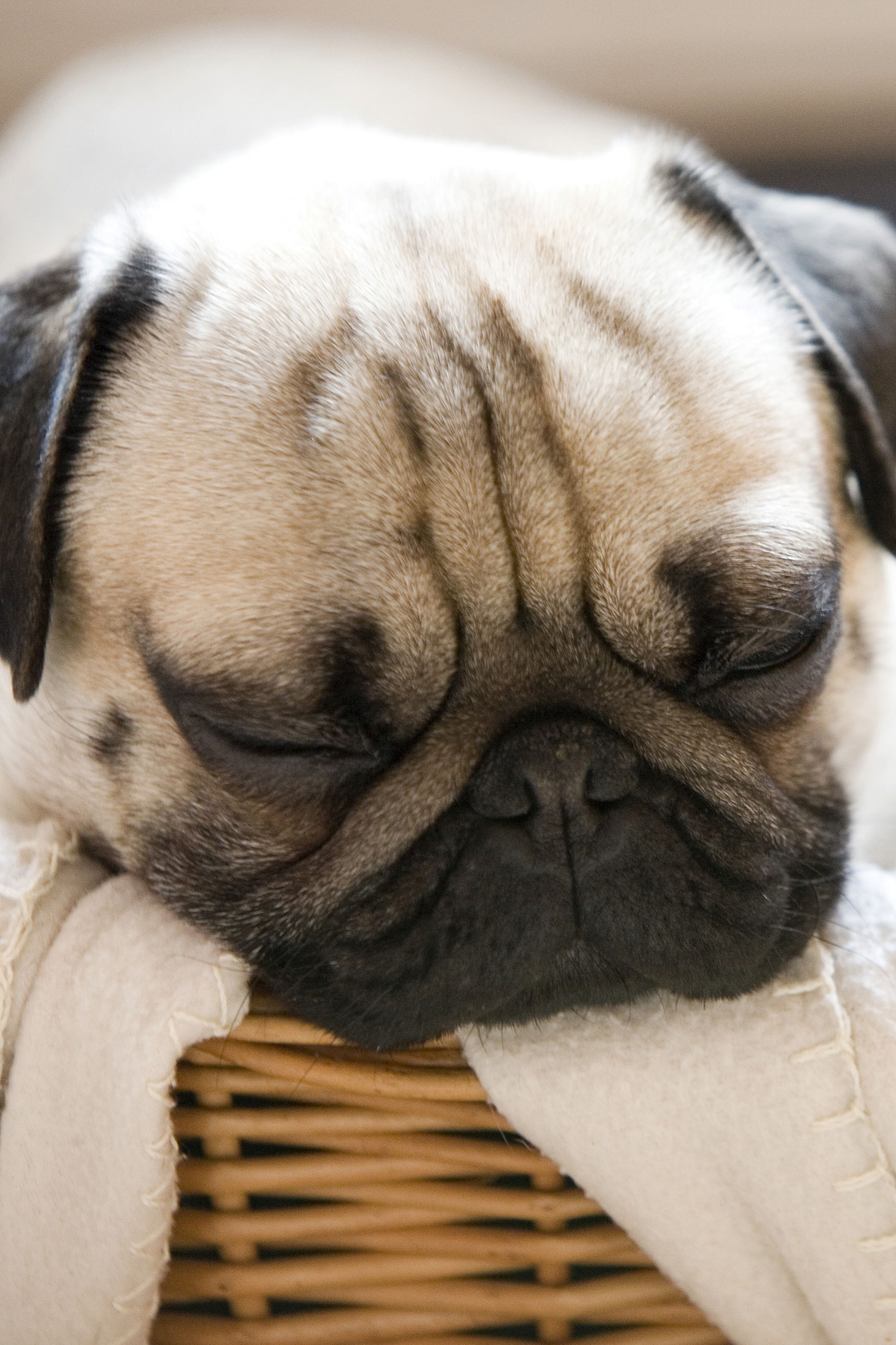 the most lazy dog breeds