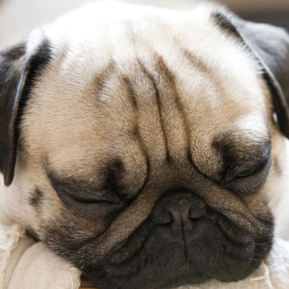 a close up of a pug's face sleeping in a basket