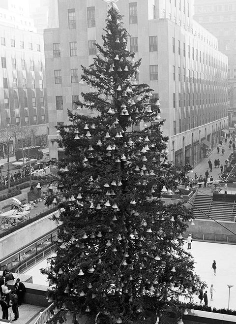 Christmas tree, Tree, White, Urban area, Metropolitan area, Woody plant, Black-and-white, Metropolis, Christmas decoration, Plant, 