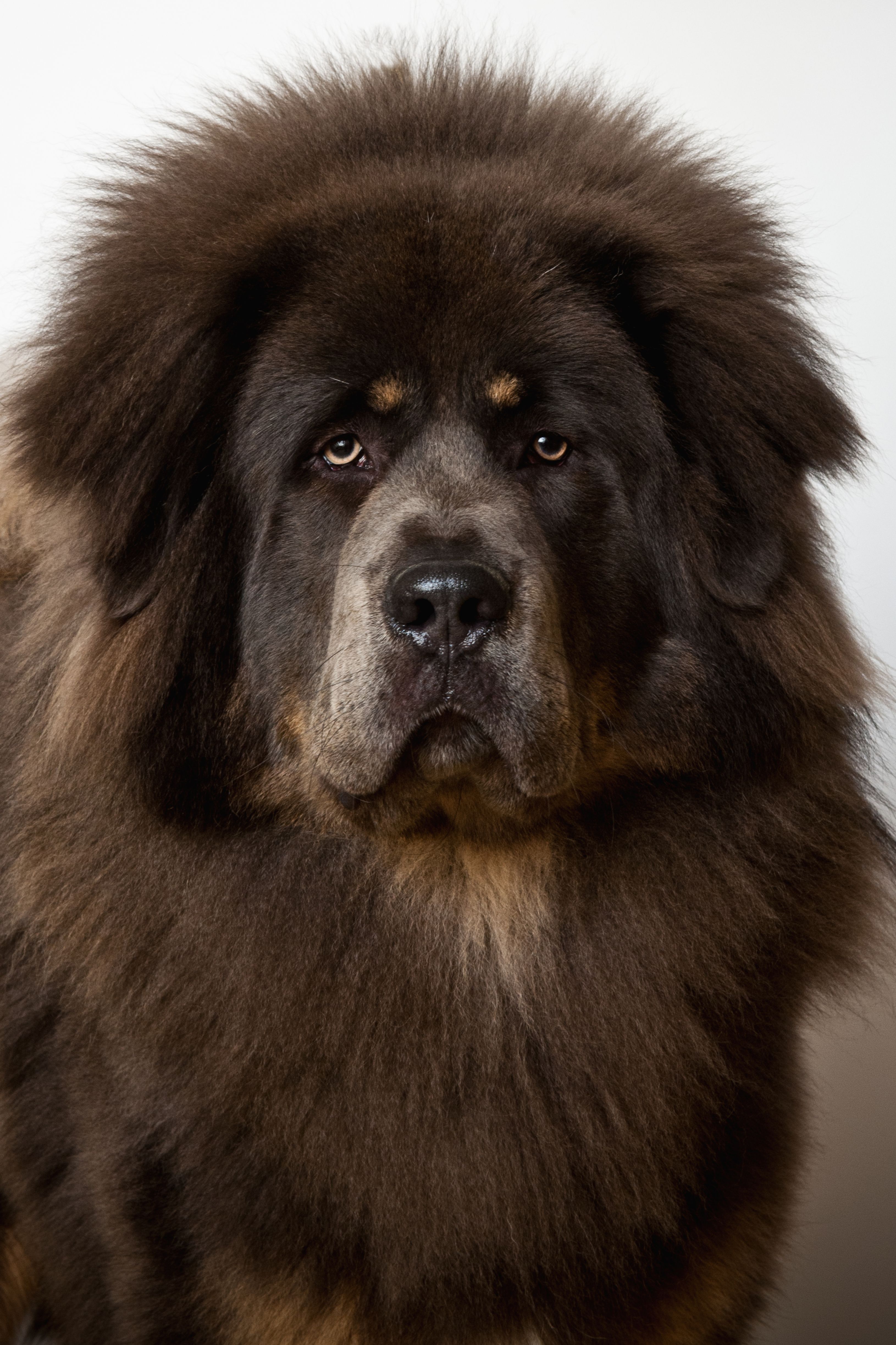 giant fluffy black dog