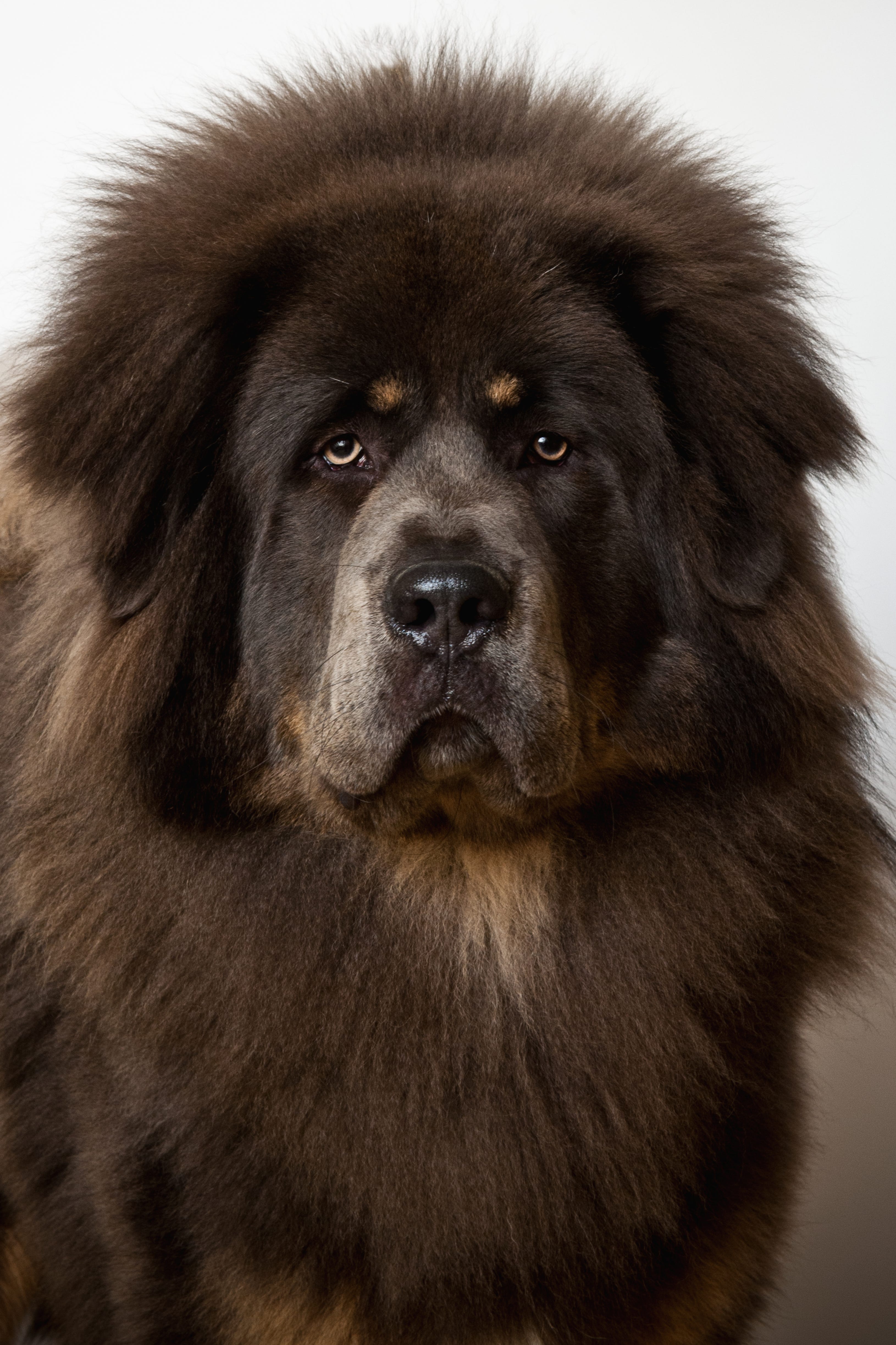 Types Of Best Sale Giant Dogs