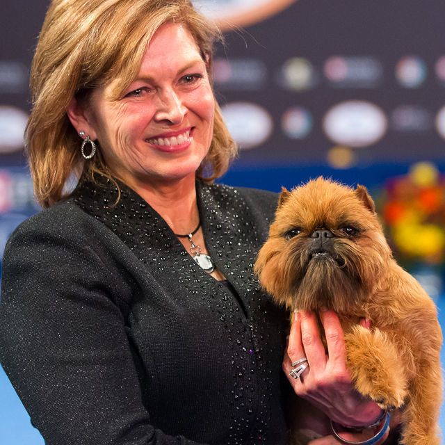 Newton the Brussels Griffon wins Best in Show at the National Dog Show
