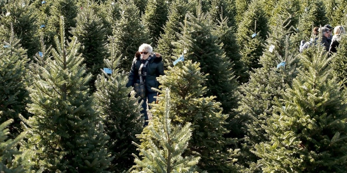 Christmas Tree Shortage in United States Could Increase Cost of Trees