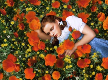 People in nature, Flower, Orange, Plant, Spring, Wildflower, Annual plant, Flowering plant, Petal, Coquelicot, 
