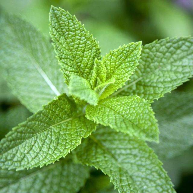 5 Health Benefits of Mint - Why Mint Leaves Are Good For You