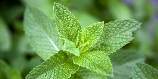 5 Health Benefits of Mint - Why Mint Leaves Are Good For You