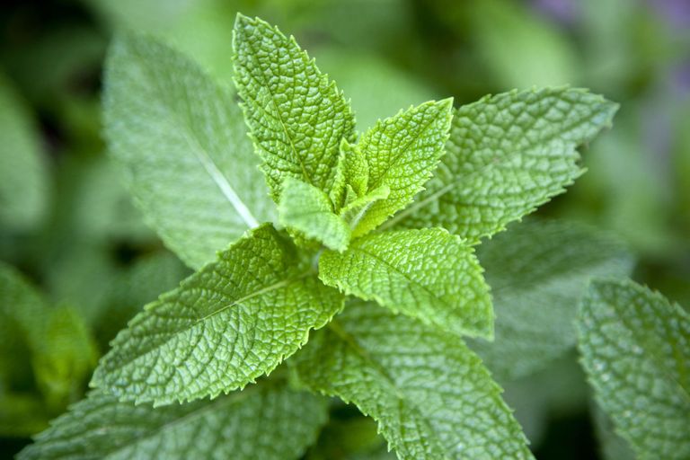 Does Mint Help Upset Stomach