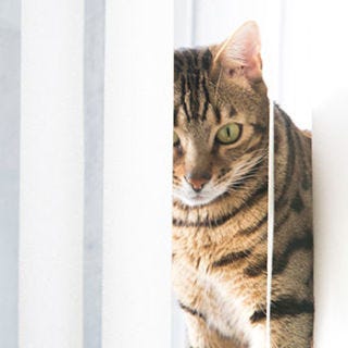 how to clean blinds