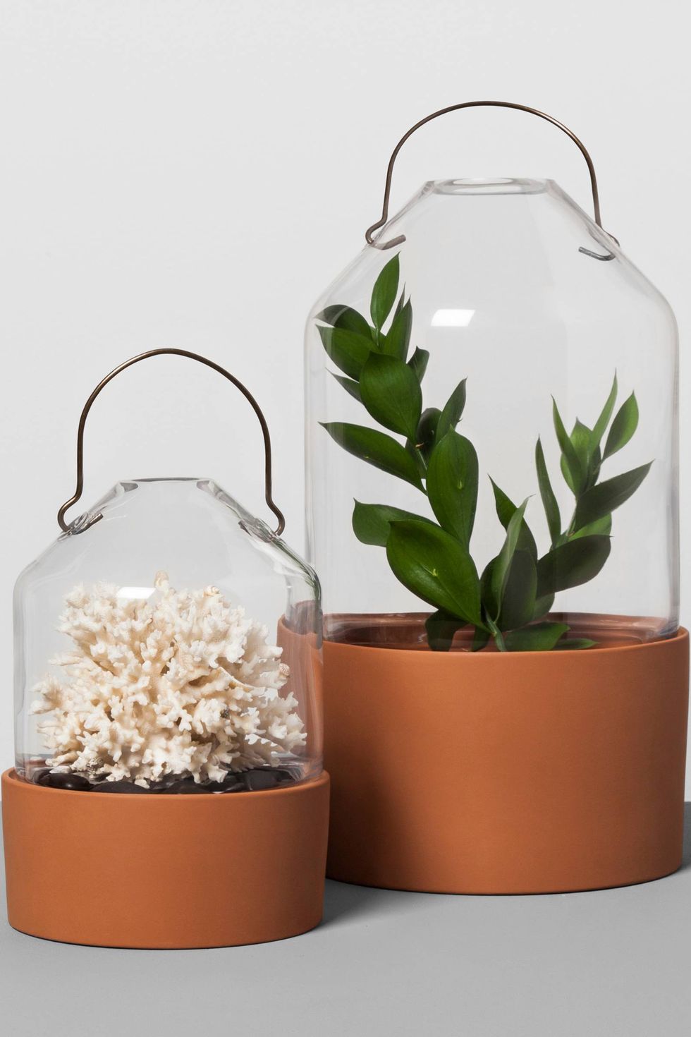 Flowerpot, White, Cactus, Flower, Plant, Houseplant, Room, Succulent plant, Glass, 