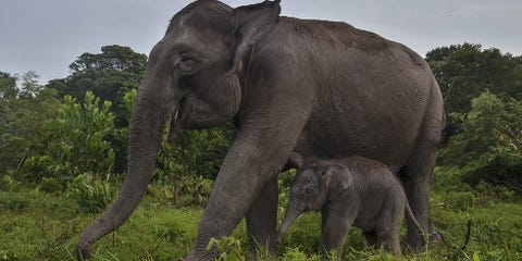 25 endangered animals we may soon lose forever endangered species