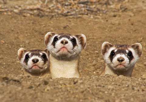 25 endangered animals we may soon lose forever endangered species