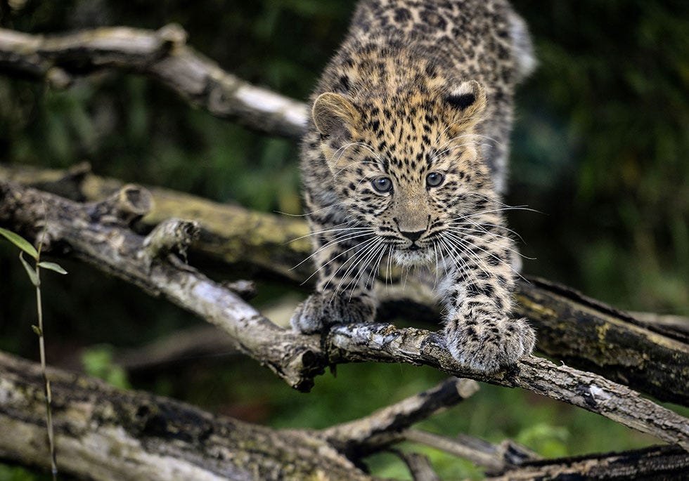 Vertebrate, Terrestrial animal, Mammal, Wildlife, Felidae, Leopard, Jaguar, Whiskers, Big cats, Snout, 