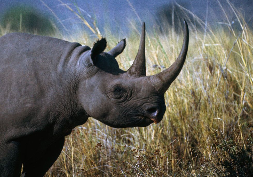 30+ Endangered Animals We May Soon Lose Forever - Endangered Species Around  the World