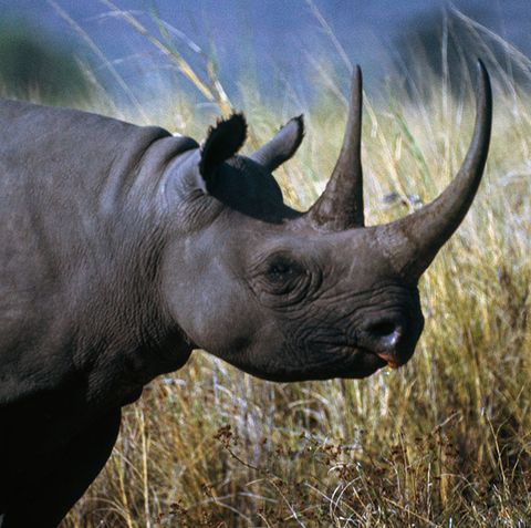 30+ Endangered Animals We May Soon Lose Forever - Endangered Species Around  the World
