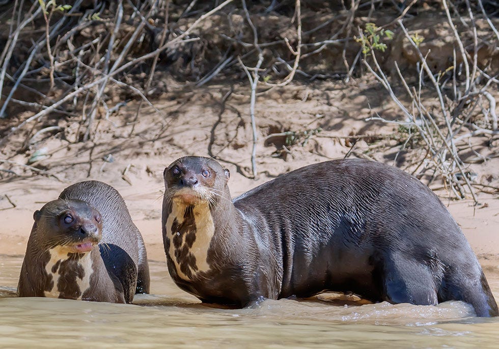 Vertebrate, Seal, Giant otter, North american river otter, Marine mammal, Wildlife, California sea lion, Terrestrial animal, Snout, Fur seal, 